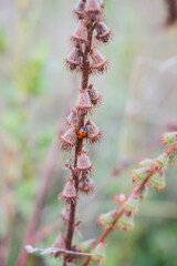 dragonfly on a flower
