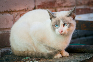 portrait of a cute Siamese cross-eyed cat on a summer day