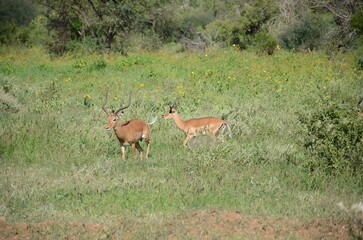 Safari Tsavo East