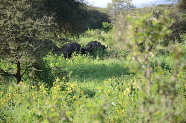 Safari Tsavo East