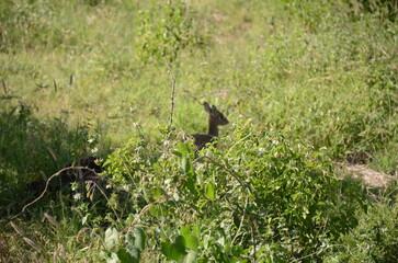 Safari Tsavo East