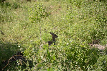 Safari Tsavo East