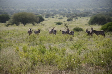 Safari Tsavo East
