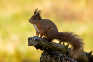 Obraz premium Red Squirrel (Sciurus vulgaris)