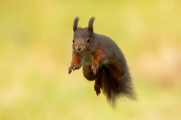 Red Squirrel (Sciurus vulgaris)