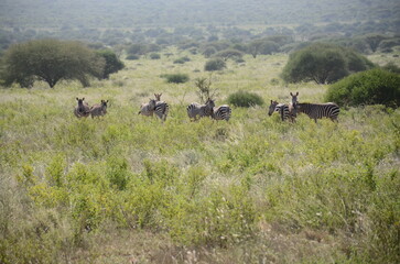 Safari Tsavo East