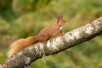 Red Squirrel (Sciurus vulgaris)