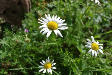 Fototapeta premium Giardino