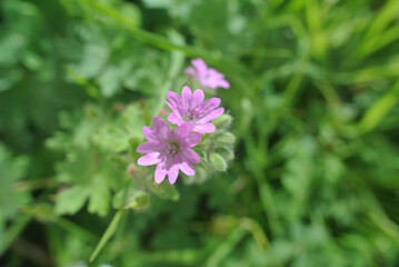 Obraz premium Giardino