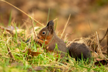 Red Squirrel (Sciurus vulgaris)