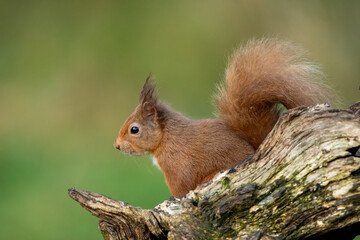 Red Squirrel (Sciurus vulgaris)