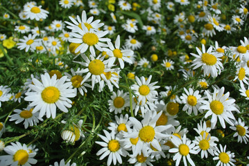 Fototapeta premium Giardino