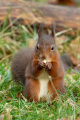 Red Squirrel (Sciurus vulgaris)