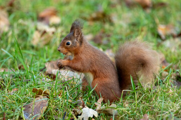 Red Squirrel (Sciurus vulgaris)