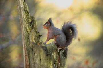 Red Squirrel (Sciurus vulgaris)