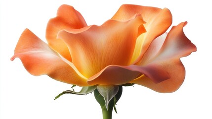 Close-up orange rose blossom, isolated on white background