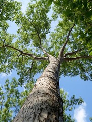 Fototapeta premium Majestic upward view of a tall tree against a bright blue sky filled with green leaves : Generative AI