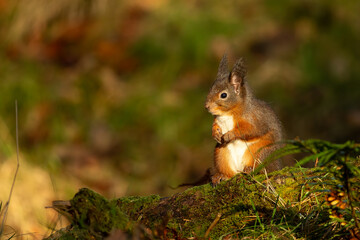 Red Squirrel (Sciurus vulgaris)