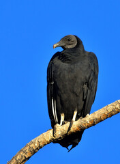 black-headed vultre (coragips atratus)