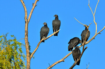 black-headed vultre (coragips atratus)
