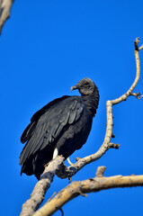 black-headed vultre (coragips atratus)