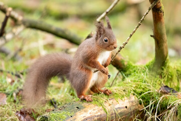 Red Squirrel (Sciurus vulgaris)