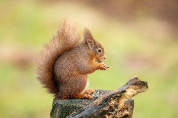 Red Squirrel (Sciurus vulgaris)