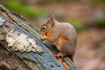 Red Squirrel (Sciurus vulgaris)
