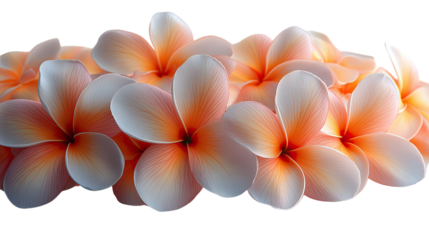 Blooming Frangipani: An exquisite display of frangipani blossoms, their delicate petals transitioning from soft apricot to pristine white, arranged in a visually captivating composition
