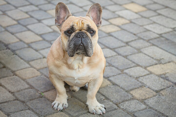 Obraz premium A French bulldog is relaxing on the patio in the garden 