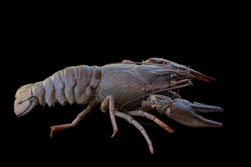 European cancer (Astacus astacus), noble cancer or broad-toed cancer close-up on a black background