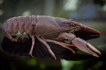 European cancer (Astacus astacus), noble cancer or broad-toed cancer close-up