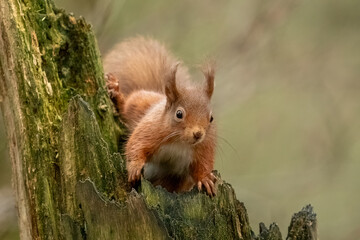 Red Squirrel (Sciurus vulgaris)