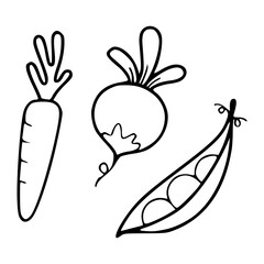 vegetable vector illustration set with carrots, beets, and peas