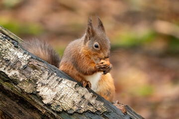 Red Squirrel (Sciurus vulgaris)