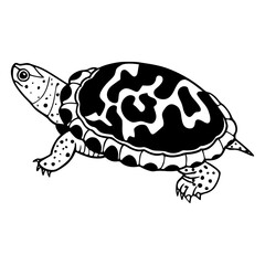 turtle vector illustration with unique shell pattern