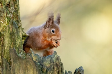 Obraz premium Red Squirrel (Sciurus vulgaris)