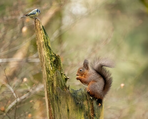 Red Squirrel (Sciurus vulgaris)