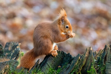Red Squirrel (Sciurus vulgaris)