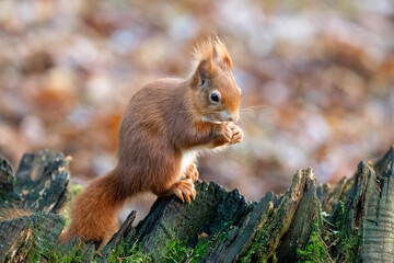 Red Squirrel (Sciurus vulgaris)