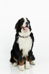 mascota pets perrito