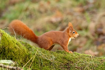 Red Squirrel (Sciurus vulgaris)