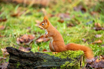 Red Squirrel (Sciurus vulgaris)