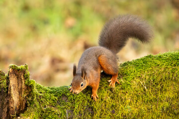 Red Squirrel (Sciurus vulgaris)