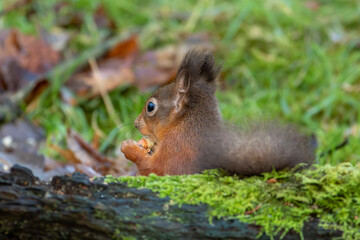 Red Squirrel (Sciurus vulgaris)