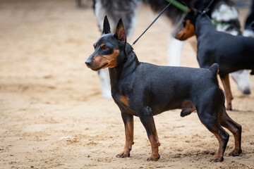 Handler demonstrates The Miniature Pinscher, also known as the Zwergpinscher at dog show.