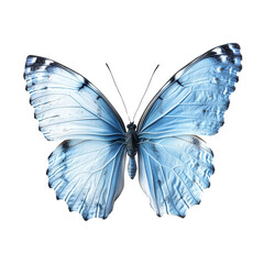 Blue Butterfly, delicate insect