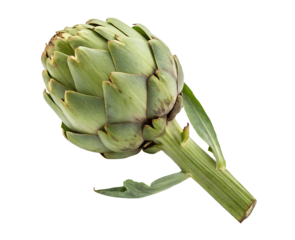 Fresh artichoke vegetable isolated on a white transparent background, clean cutout, perfect for culinary, organic food, and healthy eating themes, ideal for stock photography or product design