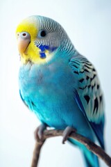 A small parakeet perches on a branch, its bright blue and yellow feathers on display