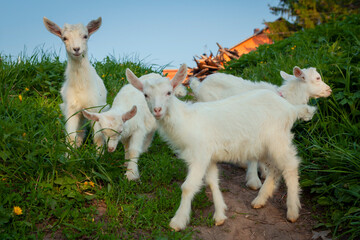 Obraz premium Beautiful little goats strolling through the village. Free grazing of baby goats.
